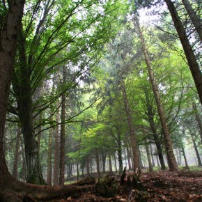 Forestazione ed imboschimenti: aperto il bando della Misura 8.1.01 del PSR