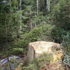 Danni da incendi, vento, gelo e neve: pubblicato il bando PSR per il ripristino delle foreste (Misura 8.4.01)