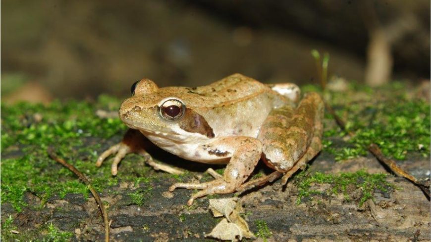 Actions for amphibians and reptiles
