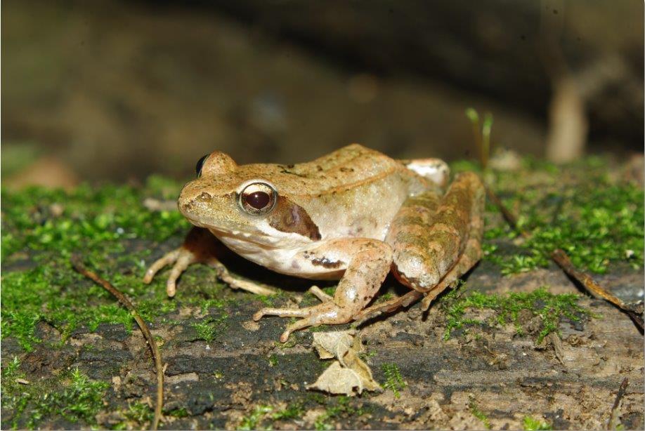 Actions for amphibians and reptiles