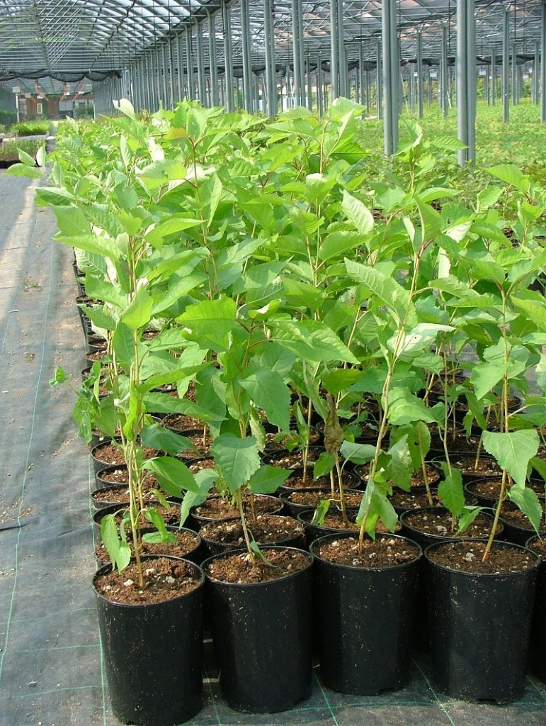 Forest habitats and plant species | Naturachevale