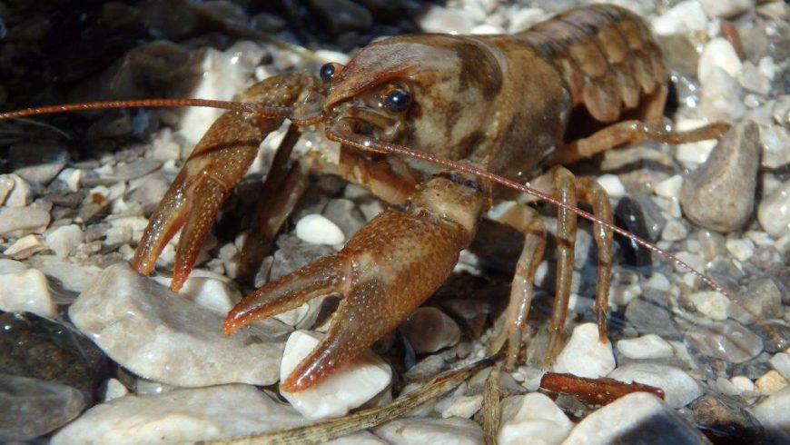 Actions for freshwater crayfish conservation