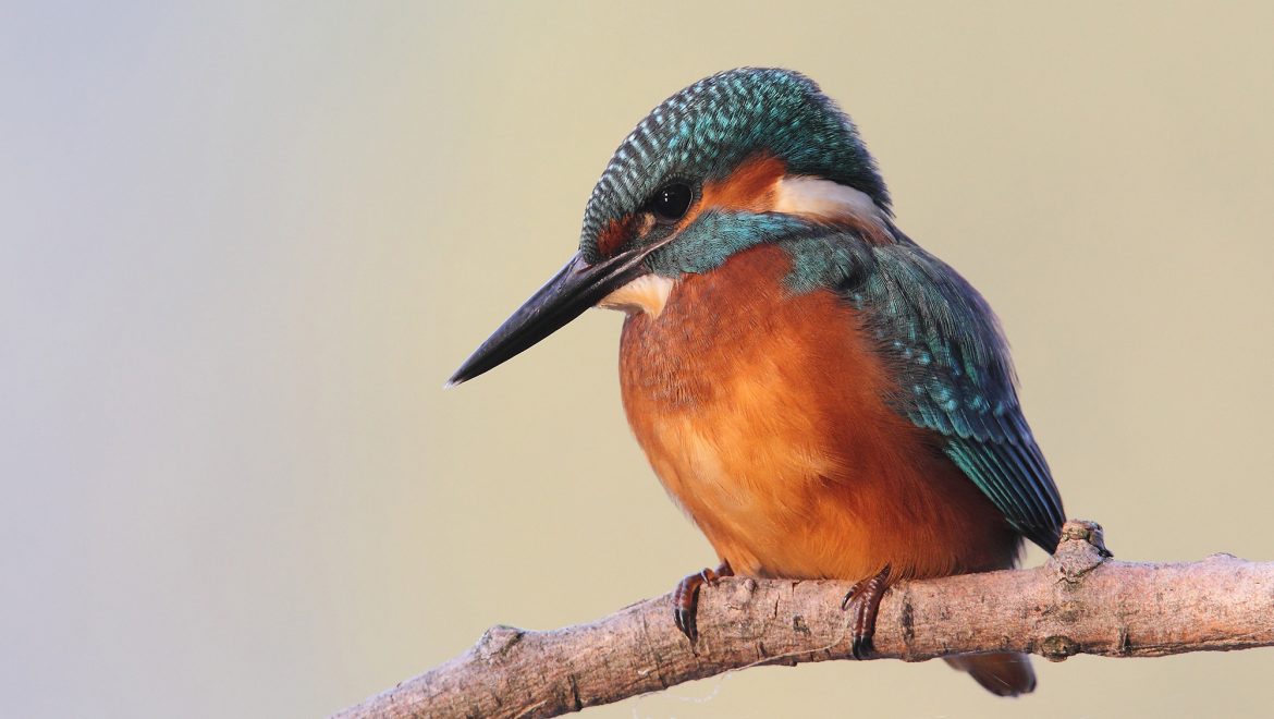 320mila euro per migliore gli habitat degli uccelli delle zone umide: pubblicati 3 bandi regionali