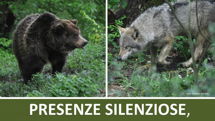 Presenze Silenziose: ritorni e nuovi arrivi di carnivori nelle Alpi