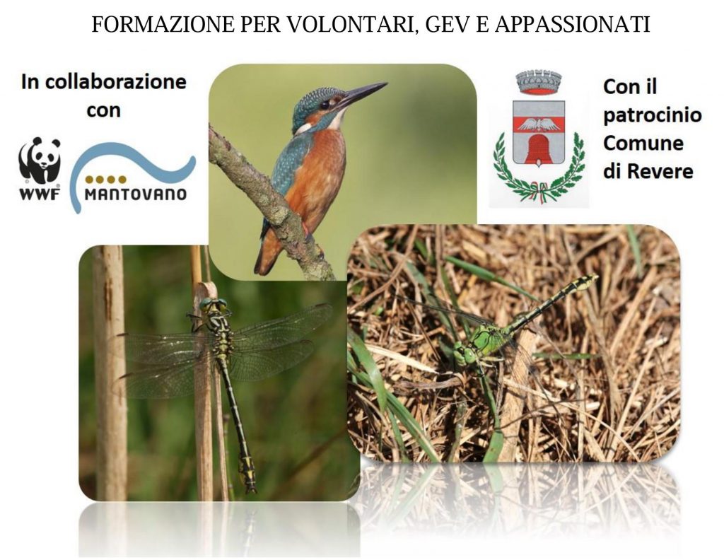 Seminario di aggiornamento per GEV su monitoraggio di invertebrati e uccelli di interesse comunitario a Revere (MN)