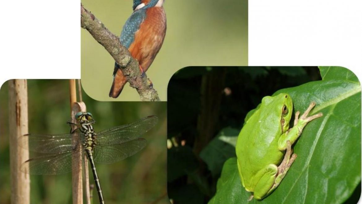 Monitoraggio di invertebrati, uccelli, anfibi e rettili di interesse comunitario