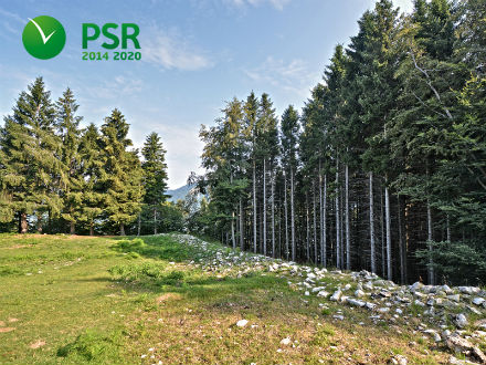 Prevenzione dei danni alle foreste: attivata la Misura 8.3.01 del PSR
