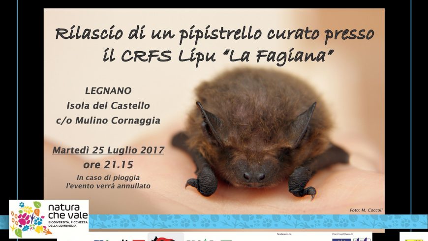 Rilascio pipistrello curato dal CRFS Lipu “La Fagiana”