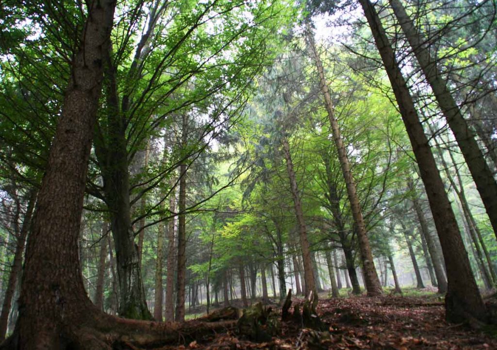 Forestazione e imboschimenti: aperto il bando della Misura 8.1 del PSR