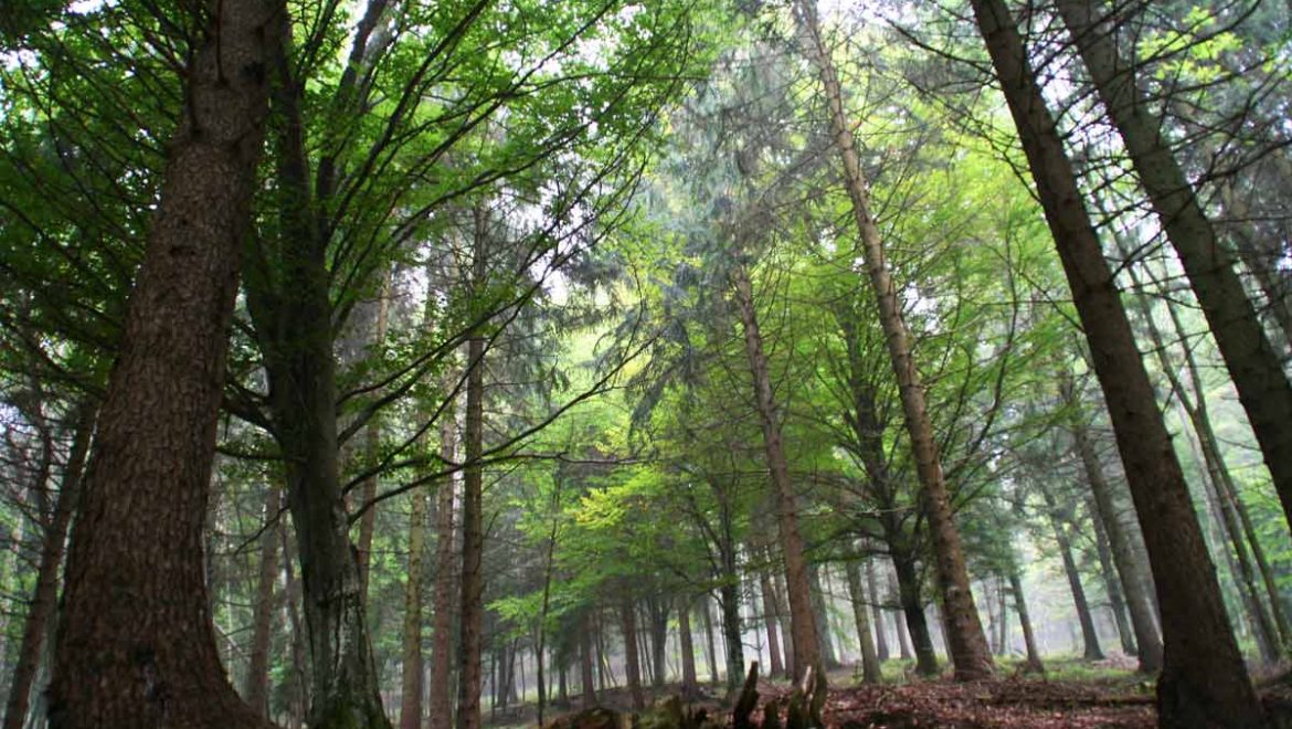 Forestazione e imboschimenti: aperto il bando della Misura 8.1 del PSR