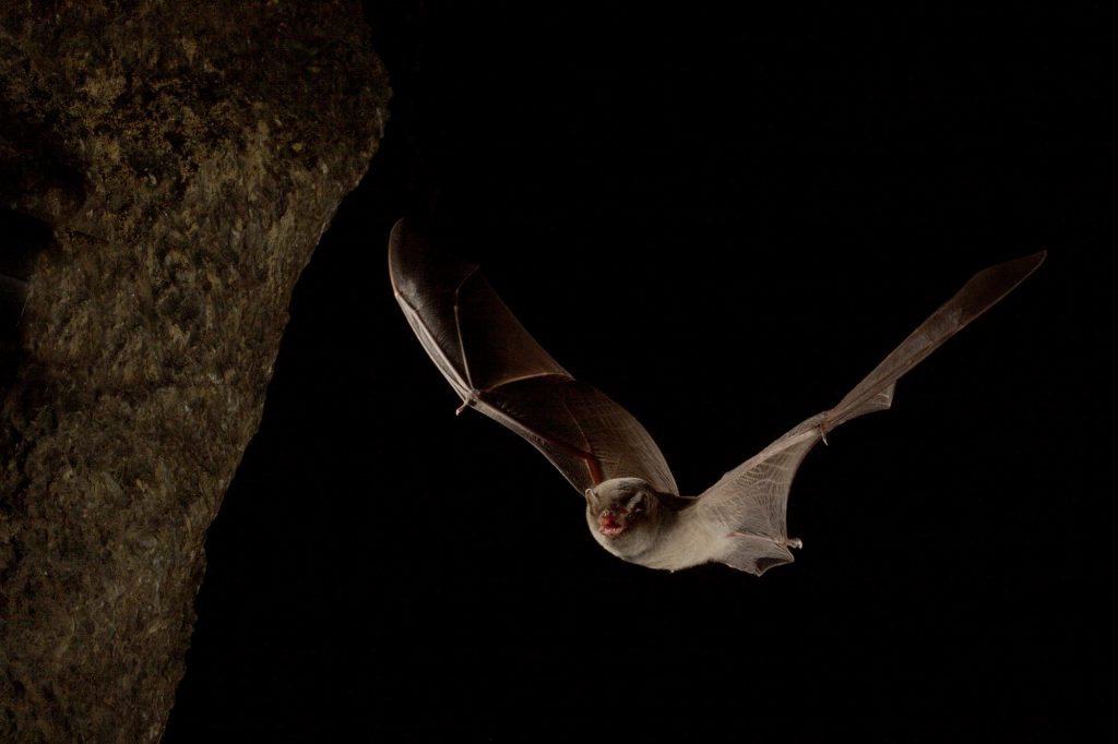 Scoperto uno dei più importanti siti di svernamento per pipistrelli in Lombardia