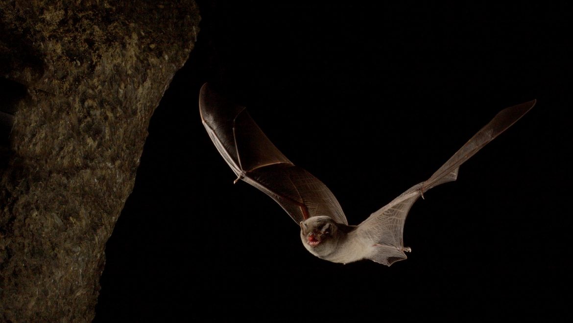 Scoperto uno dei più importanti siti di svernamento per pipistrelli in Lombardia