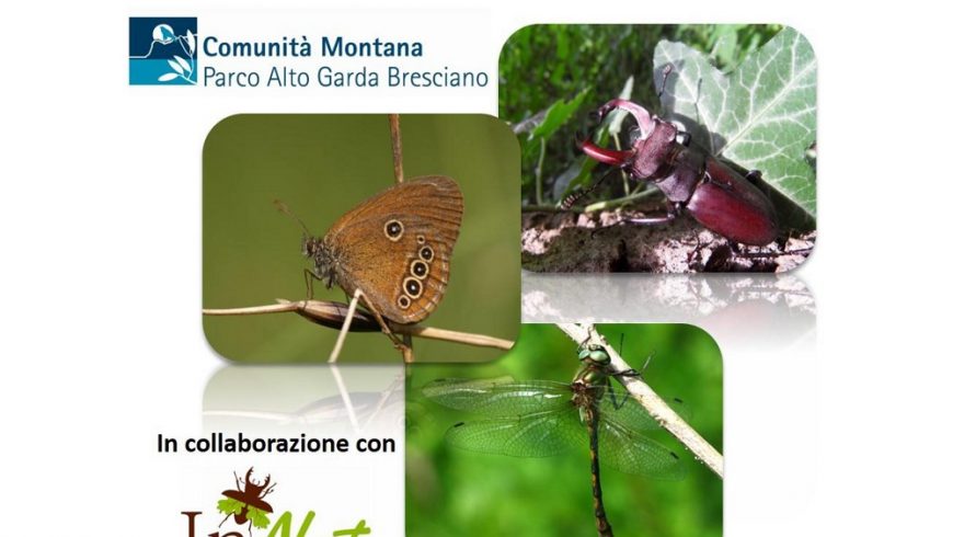 Le specie di insetti protetti in Regione Lombardia e nel Parco Alto Garda Bresciano