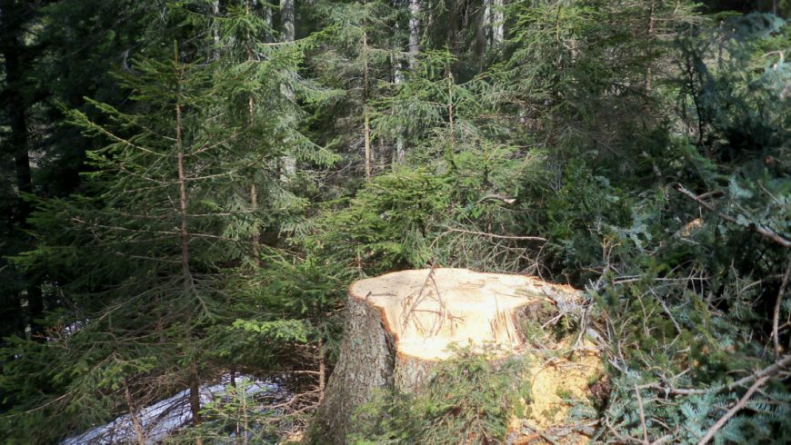 Danni da incendi, vento, gelo e neve: pubblicato il bando PSR per la conservazione e il ripristino delle foreste
