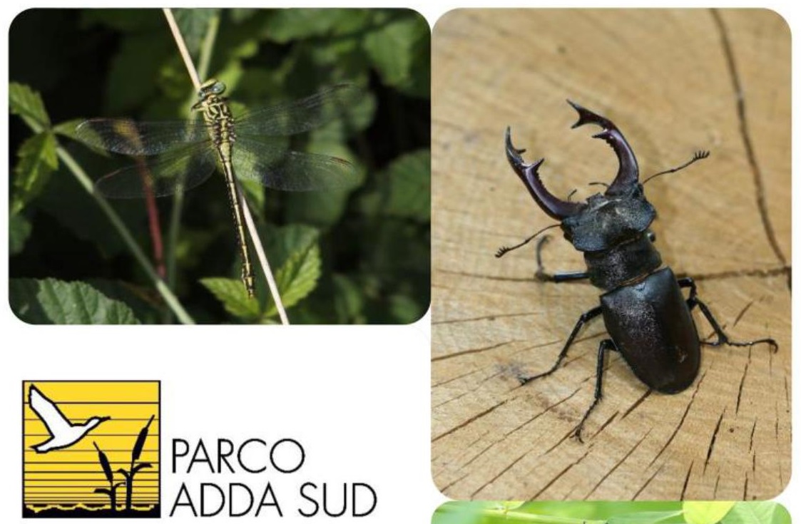 Le specie di insetti protetti in Lombardia e nel Parco Adda Sud – incontro formativo il 15 marzo a Lodi