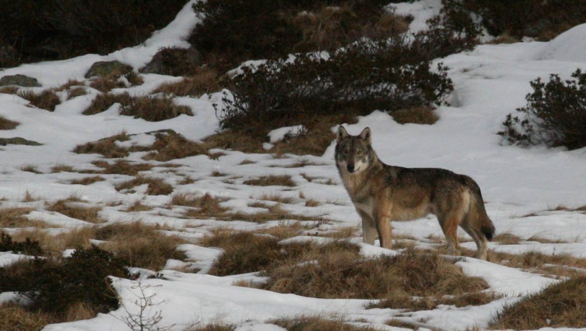 Due lupi salvati in Lombardia, ora al CRAS Monte Adone