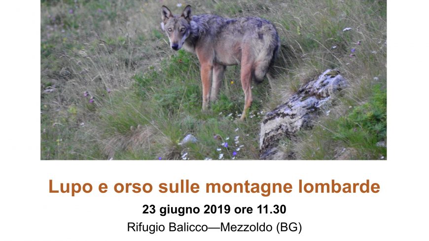 Lupo e orso sulle montagne lombarde – Rifugio Balicco, Mezzoldo (BG)