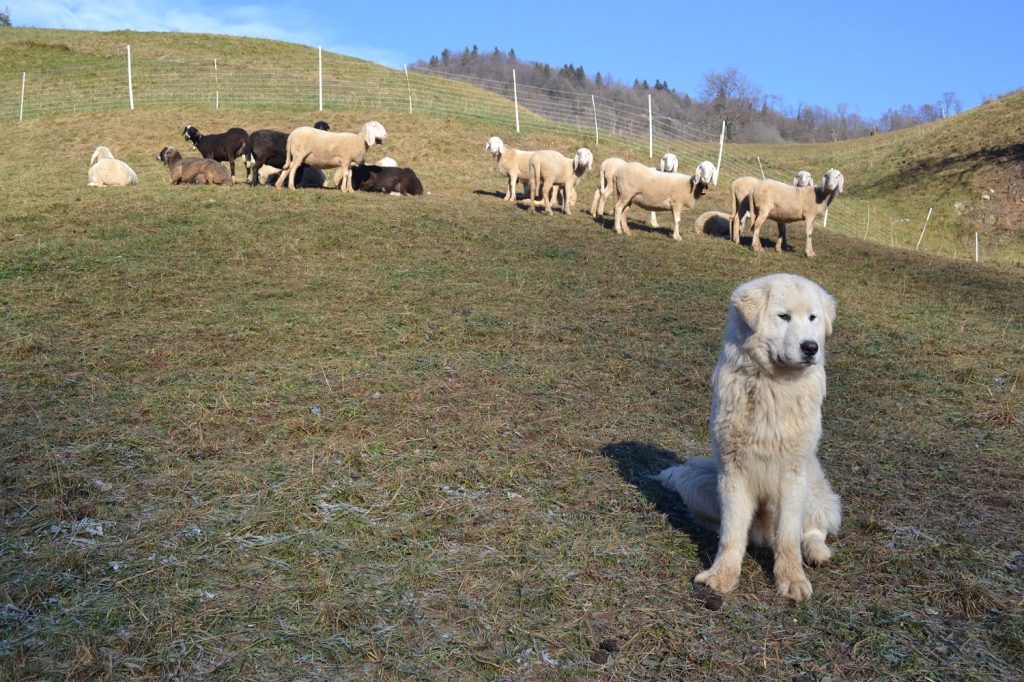 Grandi carnivori: bando CM Valle Camonica per alimenti e prodotti veterinari per cani da protezione