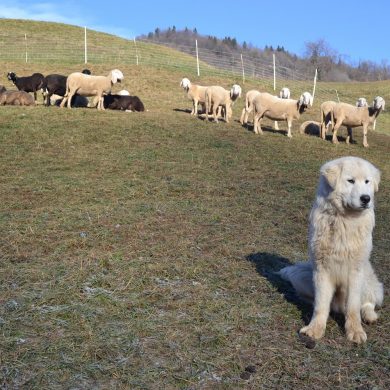 Grandi carnivori: bando CM Valle Camonica per alimenti e prodotti veterinari per cani da protezione