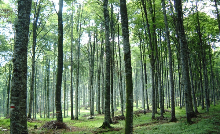 6 milioni per la realizzazione di nuovi boschi e il miglioramento di quelli esistenti. Aperto il bando di Regione Lombardia