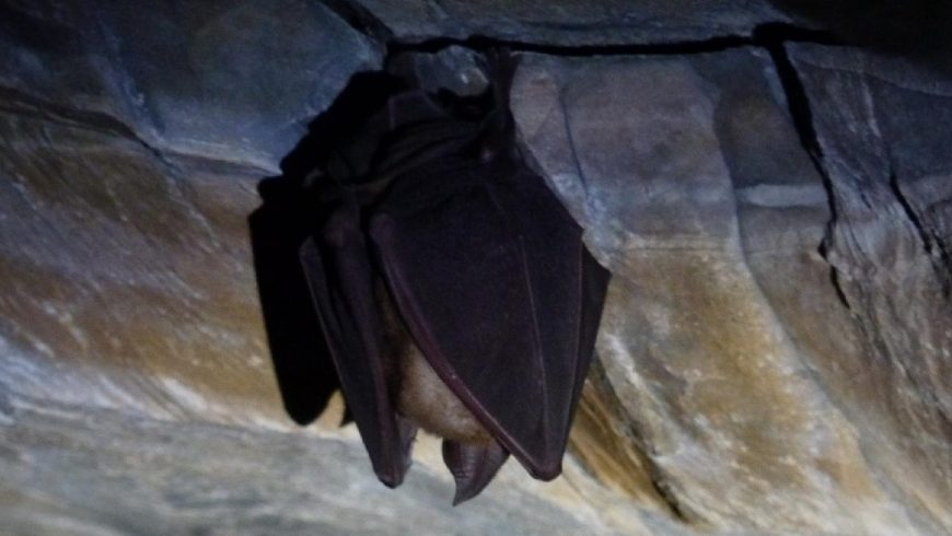 La vita nelle grotte: pipistrelli ed altri abitanti – Bergamo