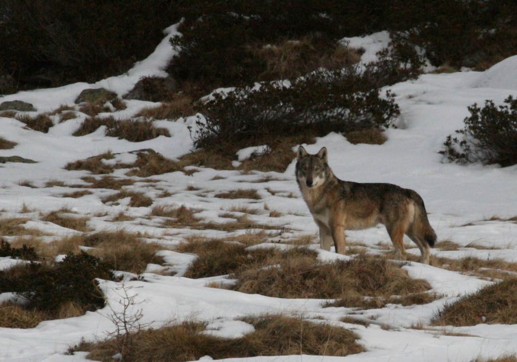 Convivenza lupo-uomo sulle Alpi - Al via il nuovo progetto europeo LIFE WolfAlps EU