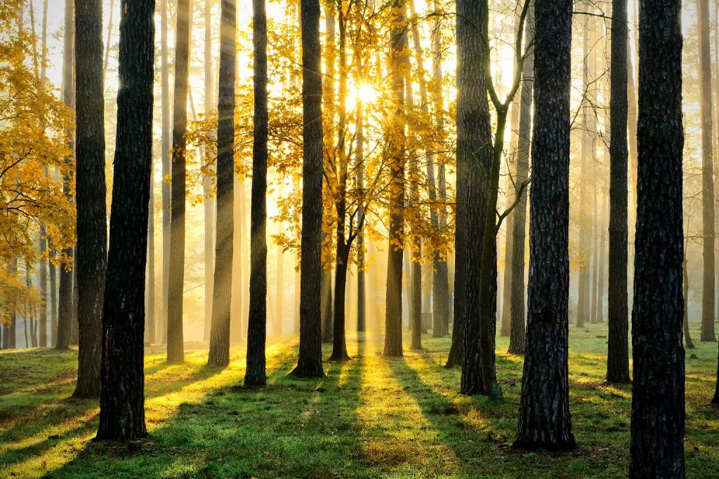 Prorogati termini del bando per la realizzazione di nuovi boschi e il miglioramento di quelli esistenti