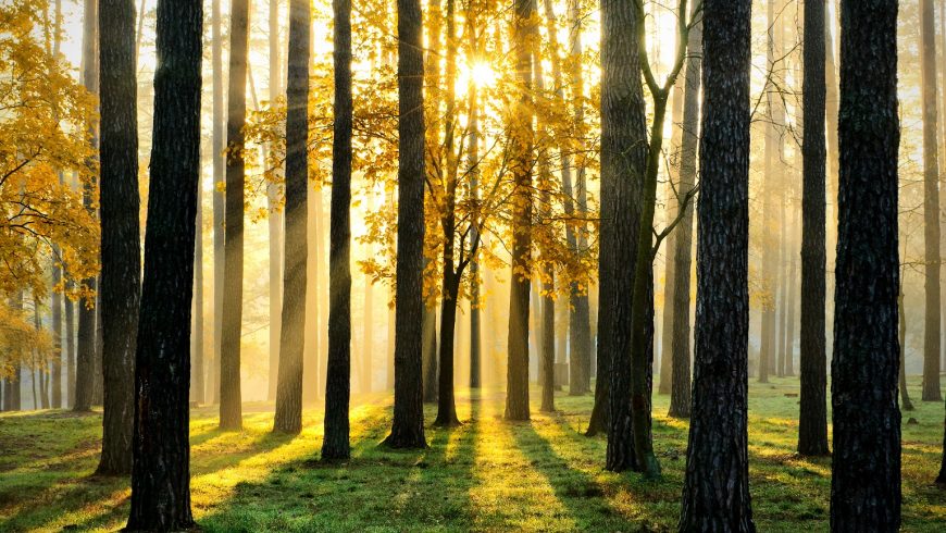 Prorogati termini del bando per la realizzazione di nuovi boschi e il miglioramento di quelli esistenti