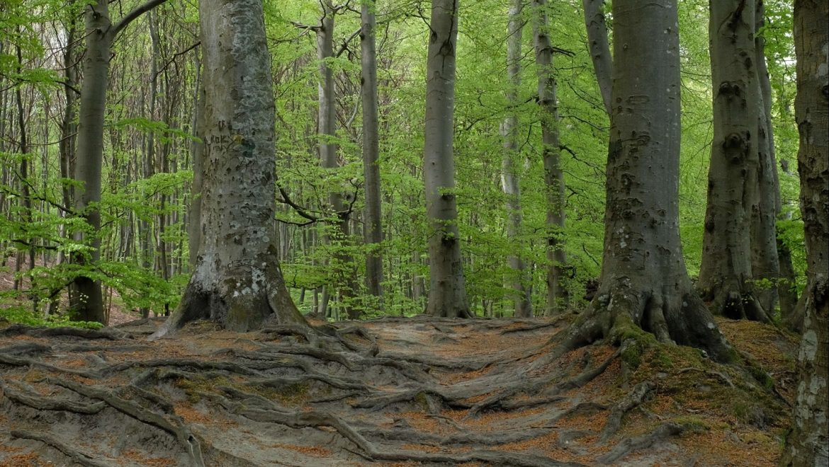 Consultazione pubblica sullo stato delle foreste in Europa