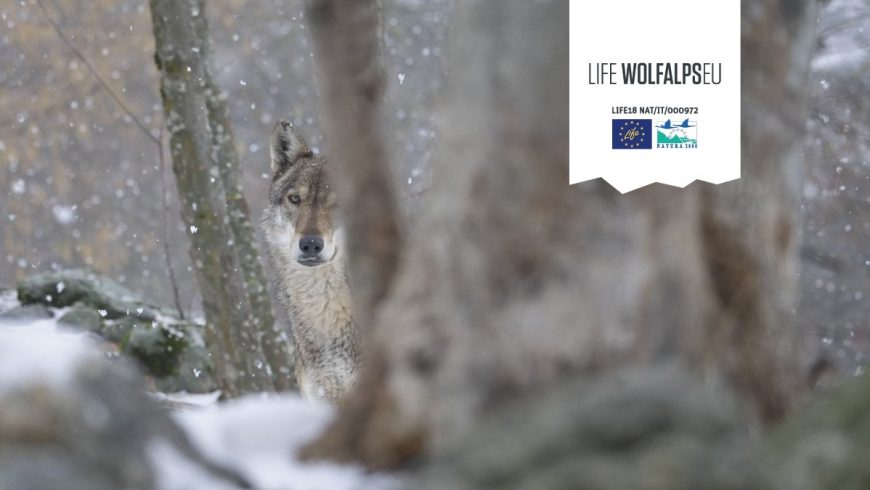 Migliorare la convivenza tra uomo e lupo: il progetto europeo Life Wolfalps EU