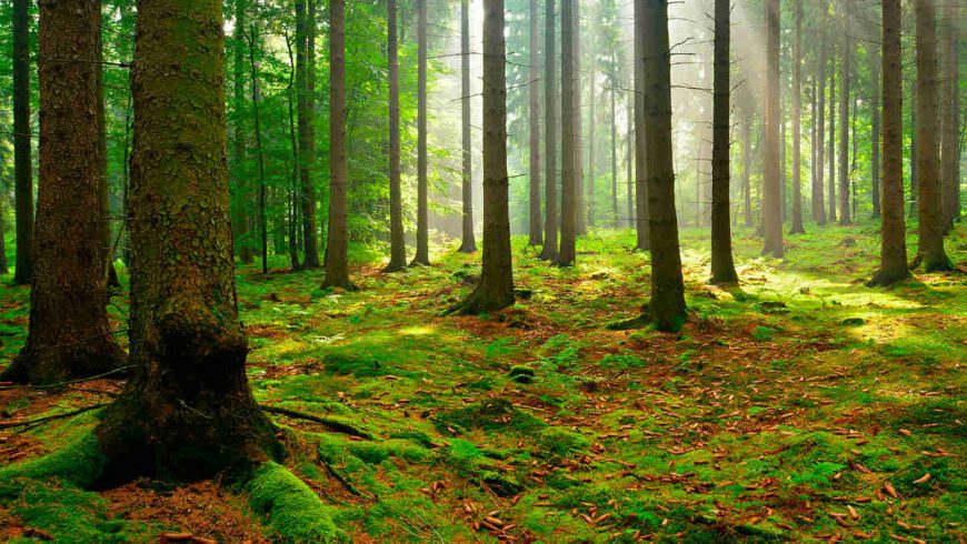 Prevenzione dei danni alle foreste: apre il bando Misura 8.3.01 del PSR