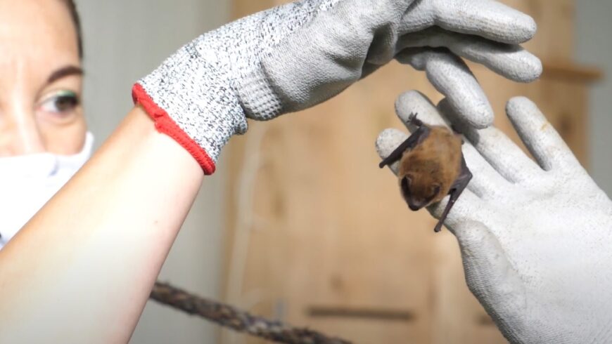 Per la tutela dei pipistrelli in Lombardia – il video