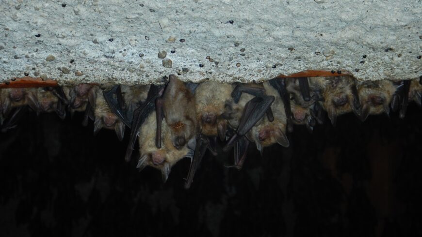 Actions for bats conservation
