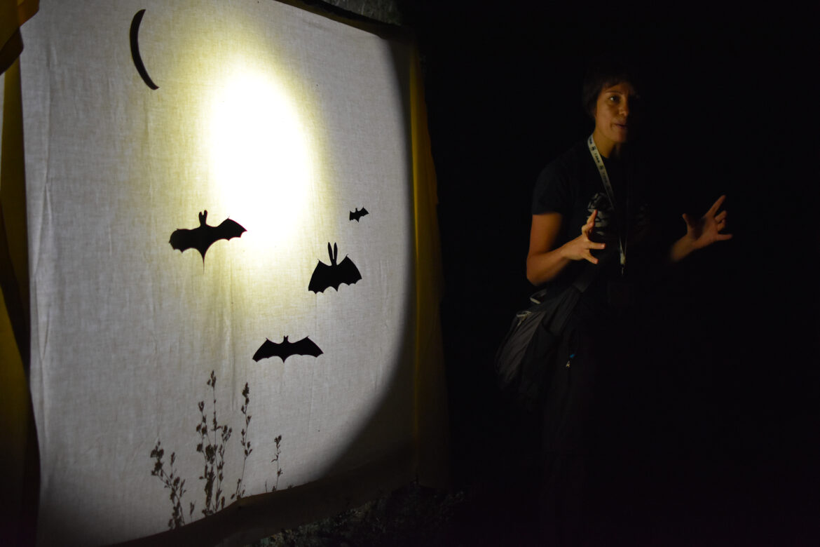 Bat_night-2.jpg
