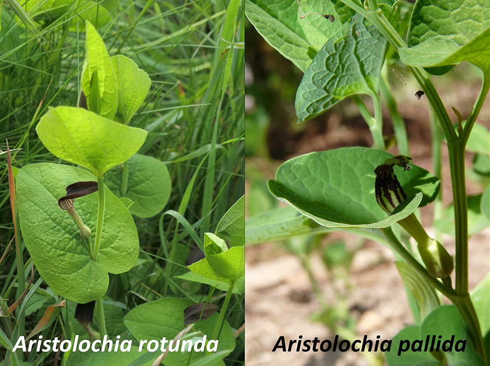 Aristolochia-rotunda-pallida-1.jpg