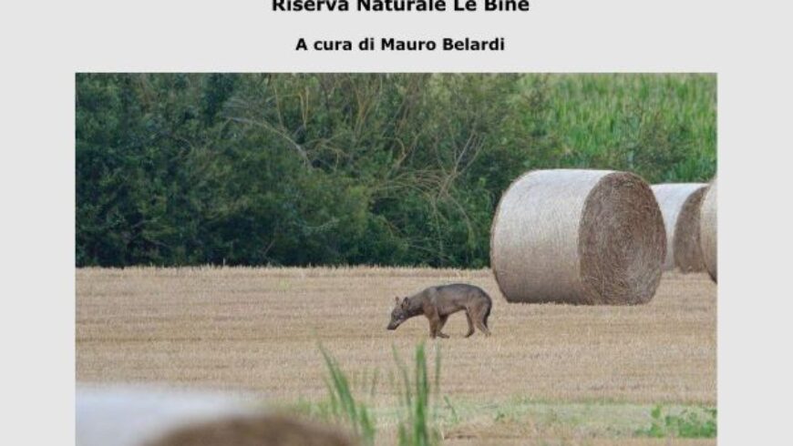 Il lupo in pianura. Per una pacifica coesistenza – Riserva naturale Le Bine (MN)