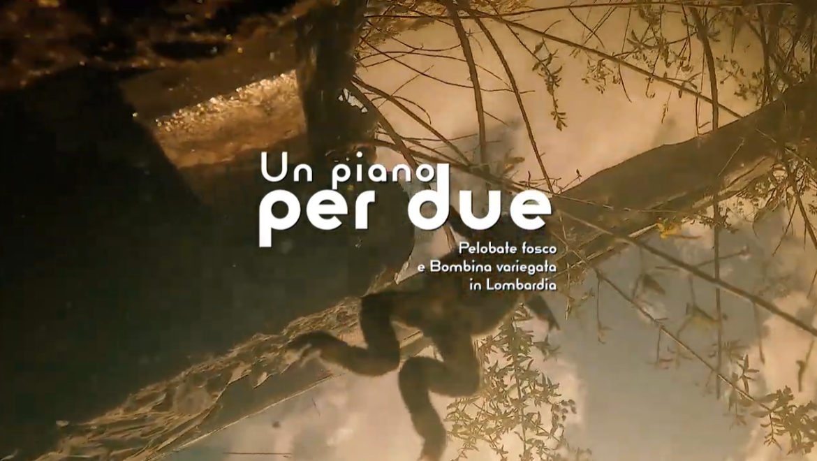 Salvare Pelobate fosco e Bombina variegata in Lombardia – il video