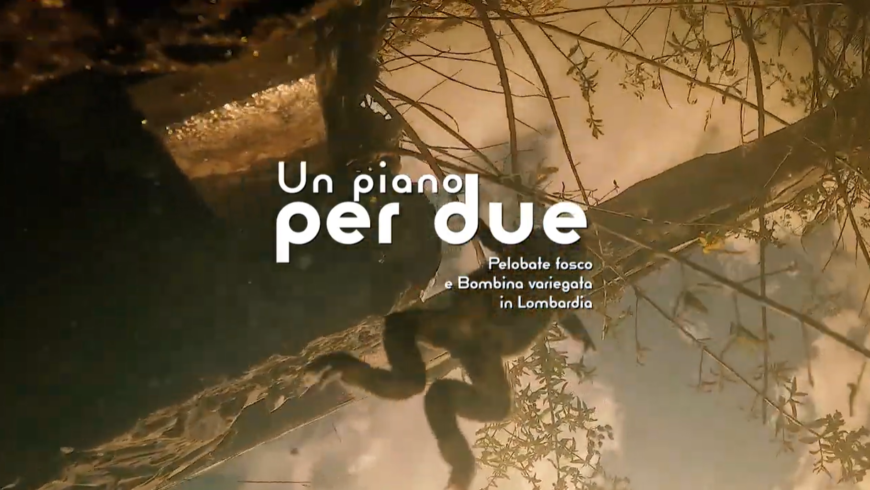 Salvare Pelobate fosco e Bombina variegata in Lombardia – il video