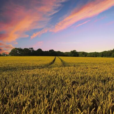 Apre bando “Investimenti non produttivi agricoli con finalità ambientale” del PSN/PAC 2023-2027 di Regione Lombardia – Incontri informativi il 10 settembre