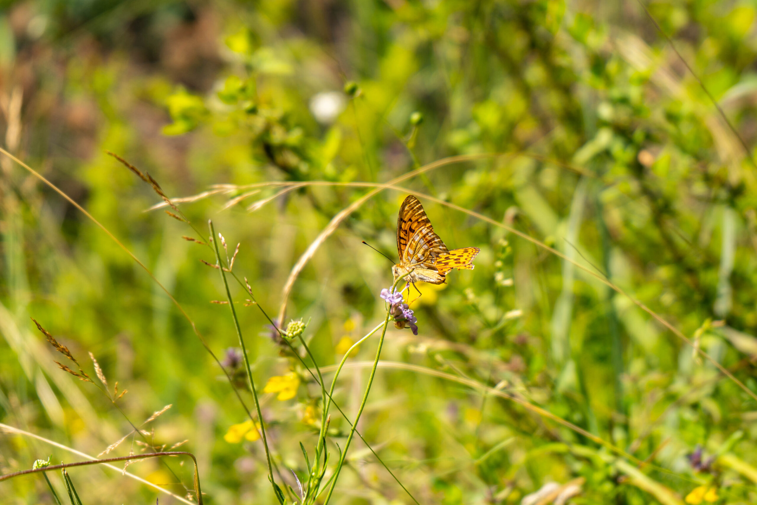 Nell'immagine si vede una farfalla che si posa su un fiore