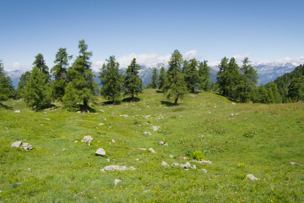 Materiali del workshop “Habitat prativi. Misure di conservazione, Progetti, Gestione, Prospettive” – 24 ottobre 2025