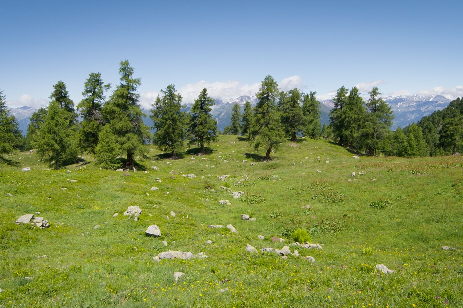 Materiali del workshop “Habitat prativi. Misure di conservazione, Progetti, Gestione, Prospettive” – 24 ottobre 2025
