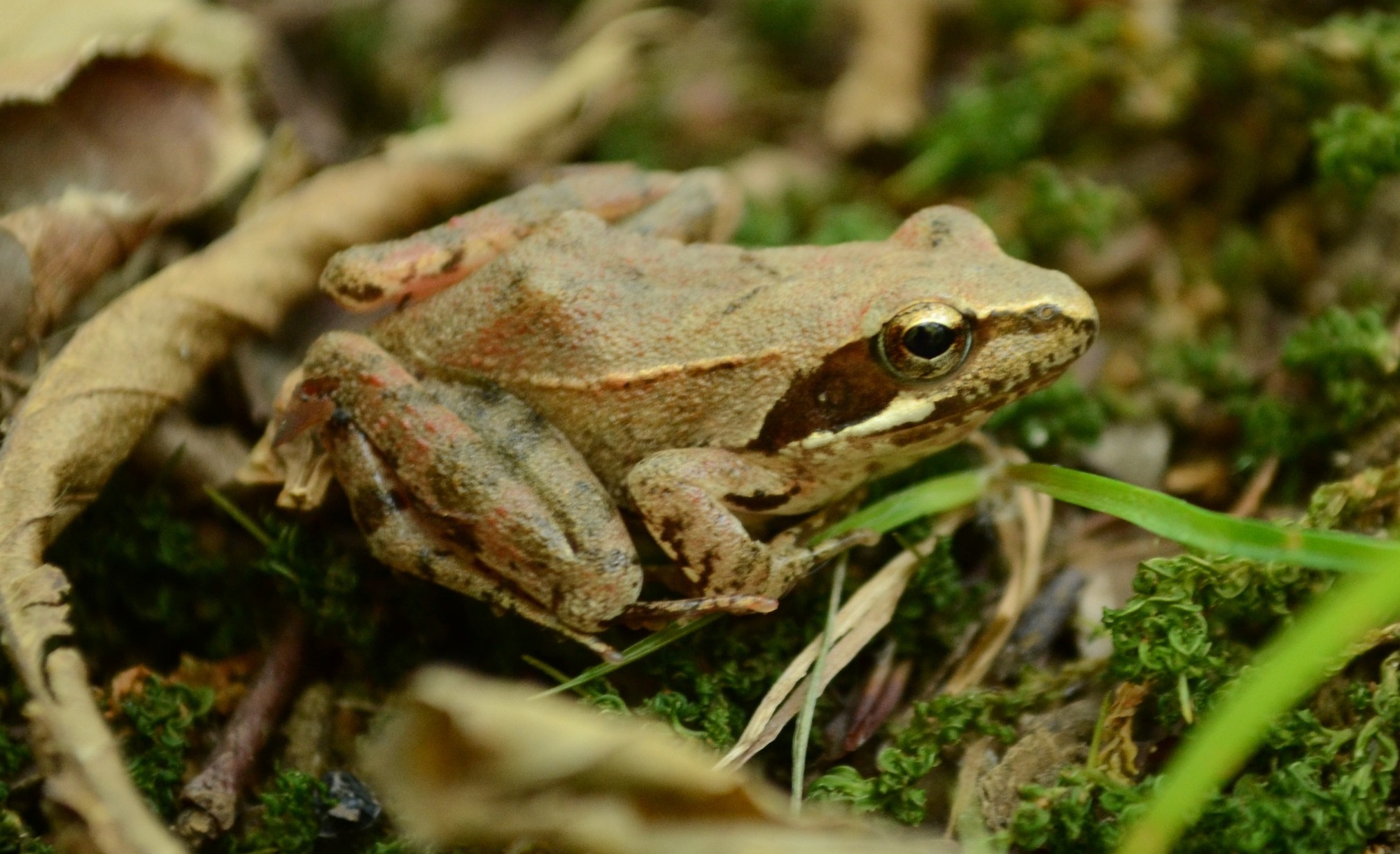 Un primo piano di un esemplare di Rana latastei