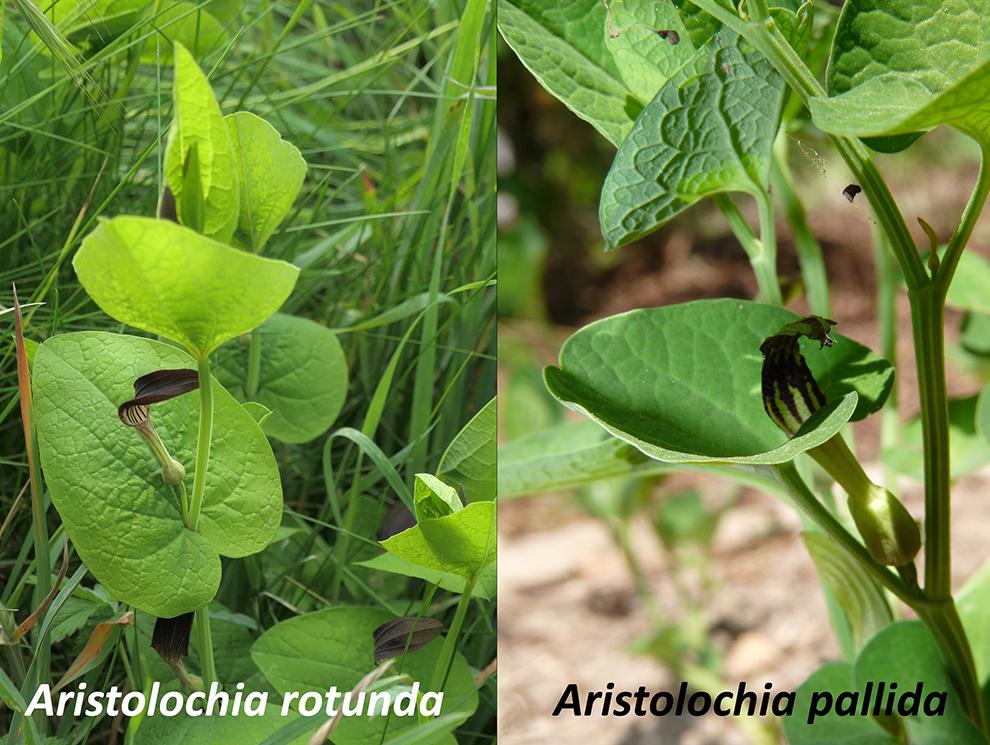 Nell'immagine le due piante Aristolochia rotunda e Aristolochia pallida