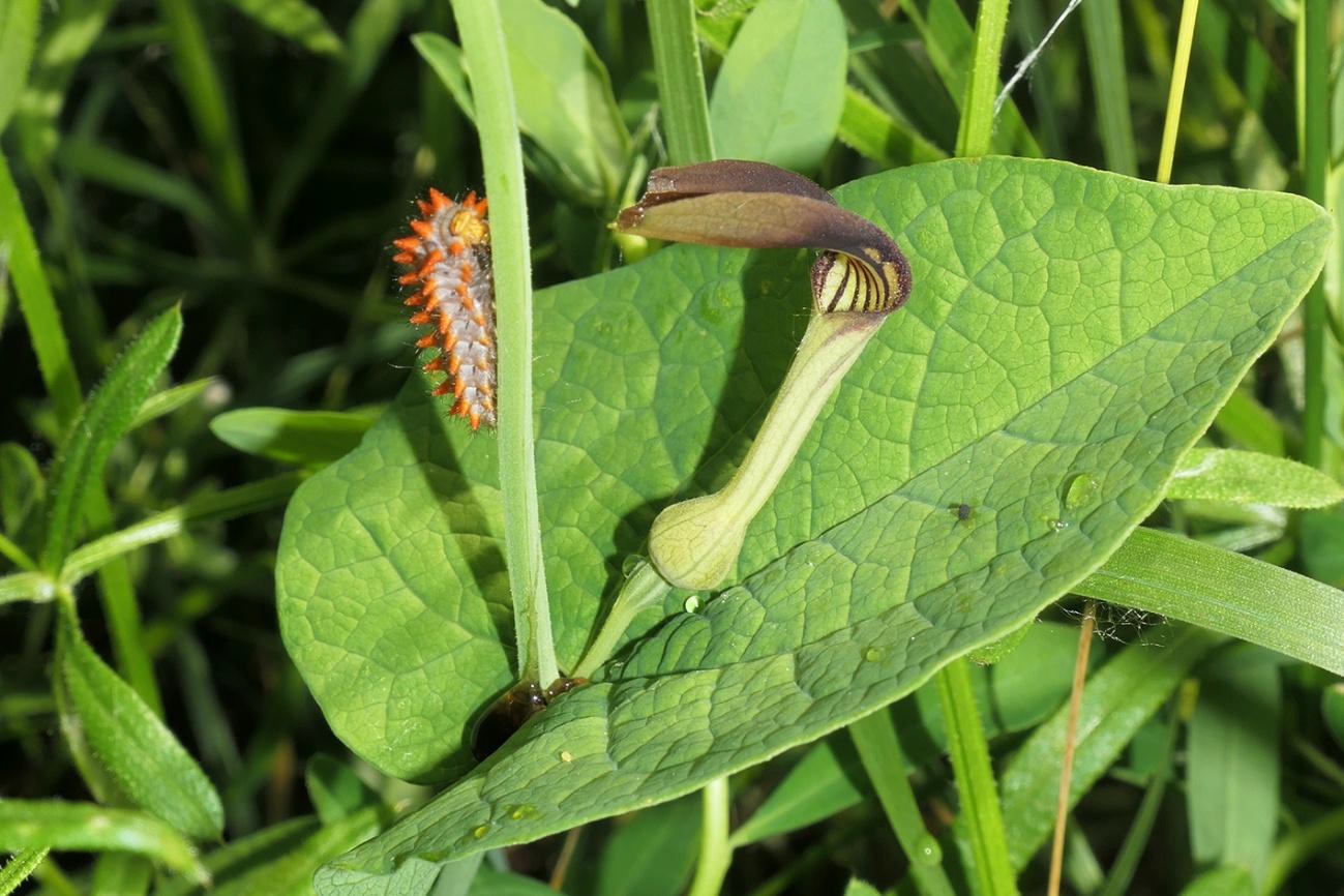 Bruco di Cassandra su una pianta di Aristolochia rotunda