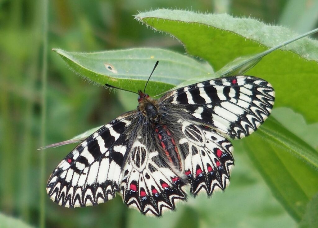 Un primo piano della farfalla Zerynthia