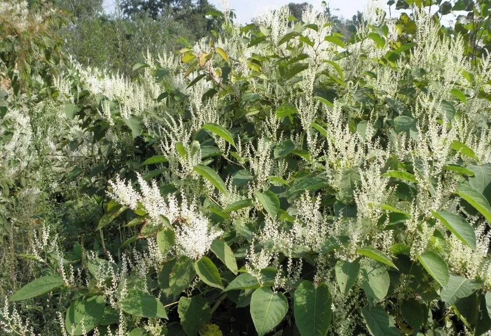 nella foto Reynoutria spp. , una specie aliena vegetale invasiva, conosciuta anche come poligono asiatico