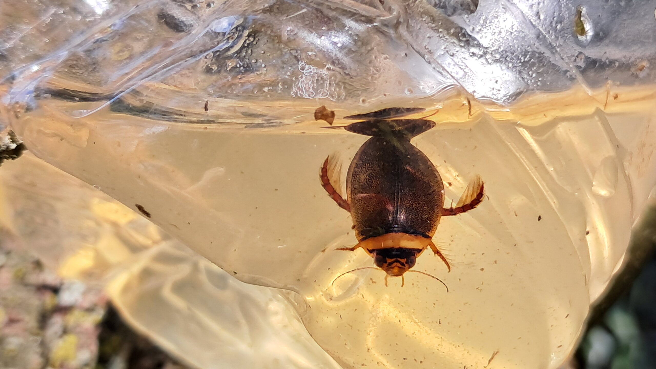 Ditisco a due fasce (Graphoderus bilineatus)