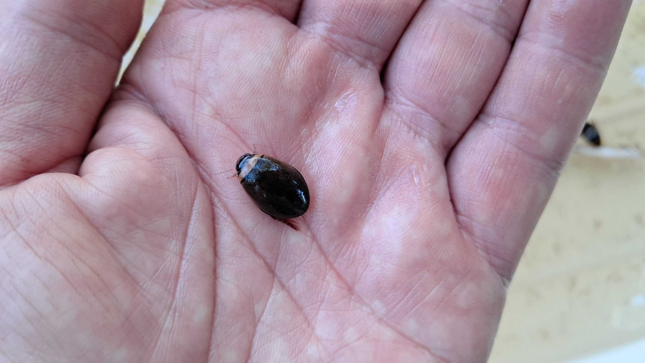 un Ditisco a due fasce (Graphoderus bilineatus)