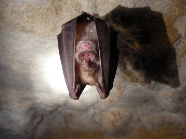 un primo piano di un ferro di cavallo maggiore (Rhinolophus ferrumequinum)